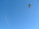 DSCF2793