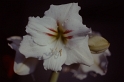 PICT0051