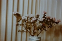 PICT0111
