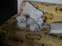 DSC00225